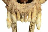 Fossil Cave Bear (Ursus Spelaeus) Skull - Romania #227515-9